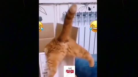 Cute Cat Videos compilation|Its haha time