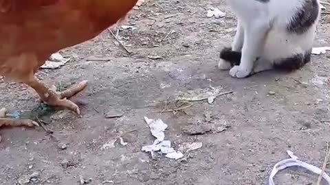 Cat vs Chicken TOP Funny video