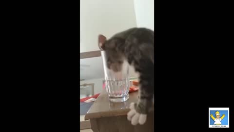 Cat falls down the tabel, SO FUNNY