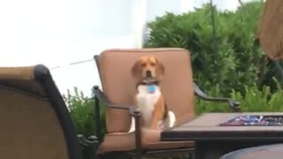Dog sits perfectly still