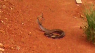 Snakes Mating