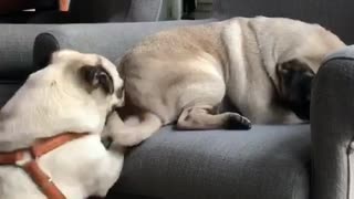 The Pug Butt Scratcher!