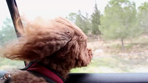 Meet Porter. The World's First Driving Dog