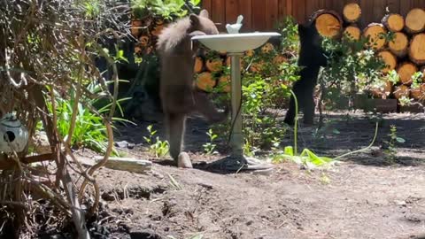 Bear Cubs Visit Backyard to Drink From Bird Bath