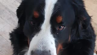 Bernese Mountain Dog loves cheese