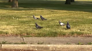 Pigeon in Canada