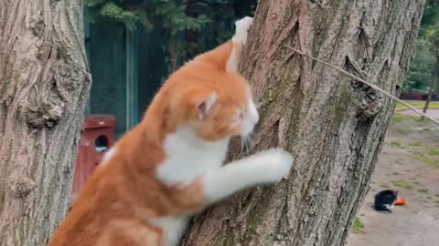 See how beautiful the Cat is growing on the tree ...
