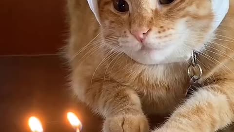 Cat Birth day celebrates.