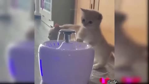 Cute Cat Playing with water