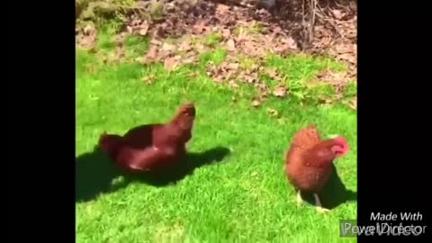 Funny chickens and roosters Chasing kids and adults 😂😂||funny videos compilation 2020