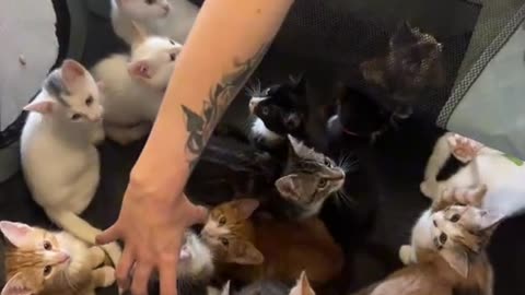 Cat heaven for cat lovers