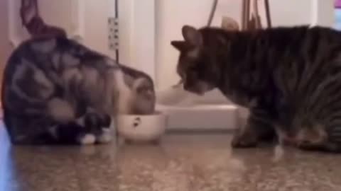 Gatinhos fofos compartilhando a refeição