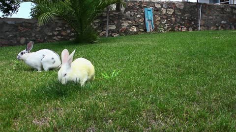Two rabbits eating grass together