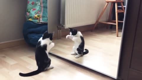 cat dancing in front of mirror