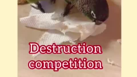 Parrot Destruction Competition