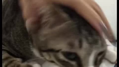 little cat loves to be petted