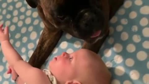 enjoys babysitting his little sister,Nanny dog thoroughly