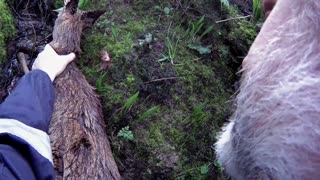 Rescuing a Deer Stuck in an Icy Cold Stream