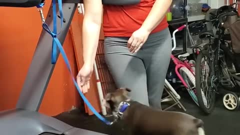 Dog Training With Food
