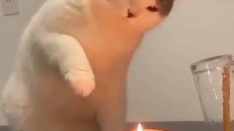cat blows candel