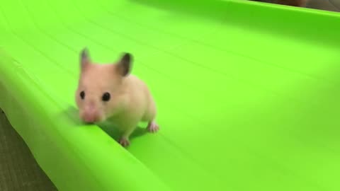 Cute Little Hamster Slides Down Slide
