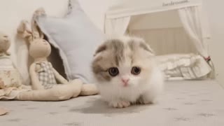 The Absolute Most Adorable Kittens Compilation #1