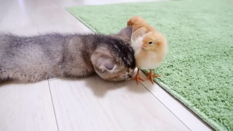 Kiki the kitten meets tiny chicks for the first time💕😍😸