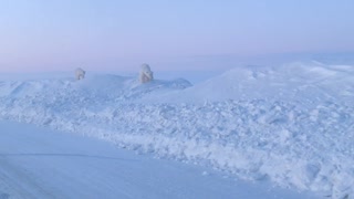 Polar Bears Wander Alaskan Road