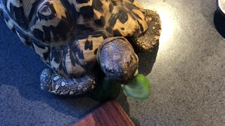 My Pet Tortoise Helping Me Reduce Food Waste