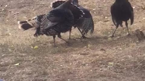 Turkeys Arguing