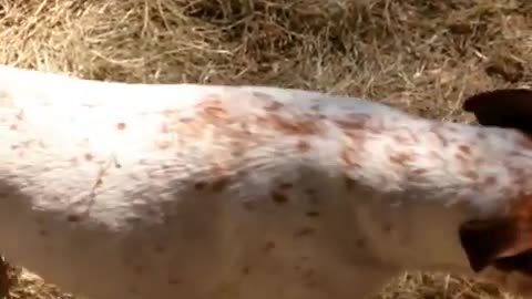 A roll in the hay