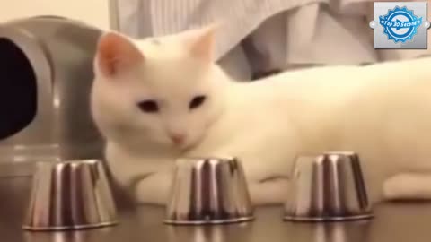 Funny And Smartest Cat in The World You Must Watch