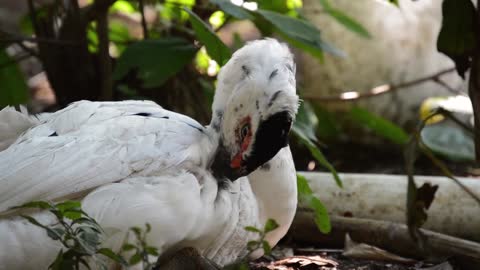 Duck blown some worms with her mouse