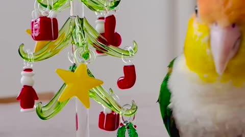 A cute parrot decorates Christmas tree 🎄🌴🌴