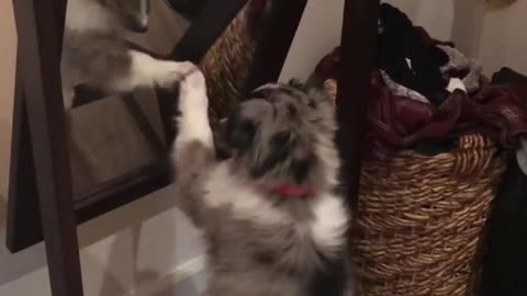 Sweet Puppy Tries To Make Contact With His Reflection In The Mirror