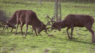 How Deers Spend Their Free Time In Forest