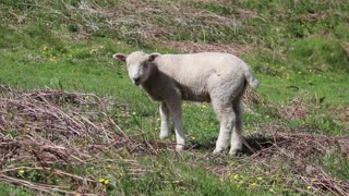 Baby Lamb Sheep Ewe In Garden