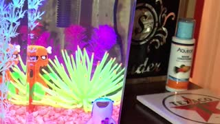 Cat looking at aquarium falls off table