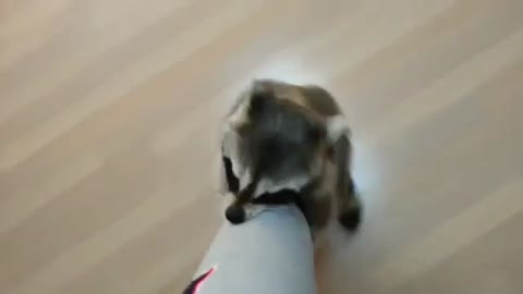 raccoon doesnt want to let my leg to go out dinner