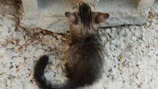 Cat became angry when his brother bite his tail
