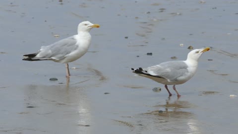 The seagull feels happy on the beach