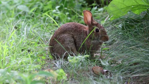 A beautiful rabbit that eats from the grass of the forest