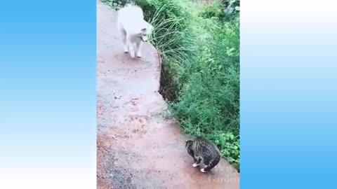 🤣 Funniest 😻 Cats and 🐶 Dogs - Awesome Funny Pet Animals' Life Videos 😇