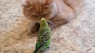 Кот и птица, милые животные #146