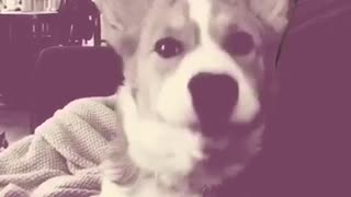 Compilation of corgi puppy dog yawning