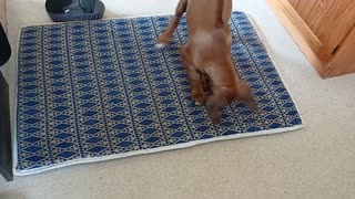 Adorable Ridgeback Puppy Has Bizarre Reaction To New Bed