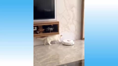 Try Not To Laugh With These Clips Funny Cats And Dogs