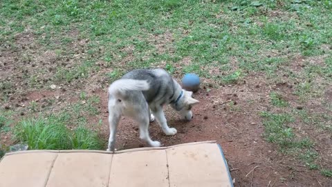new husky pup has joined the homestead