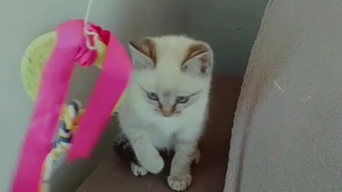 Cute kitten playing with the string