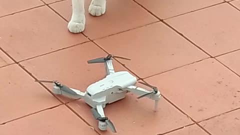 Gatto 🐈 e drone 🛸
